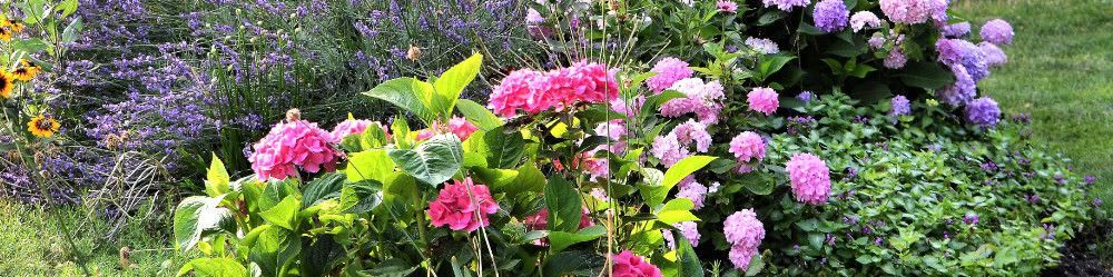 Seeds to sow and grow in July