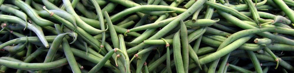 Growing French Bean Seeds
