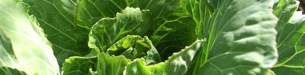 Cabbage Seeds