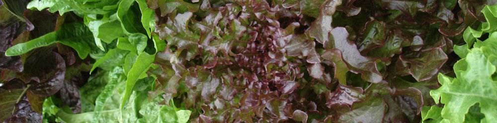 Grow your own lettuce from seed.