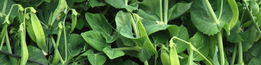 Pea Seeds. Sow & Grow Peas from Seed
