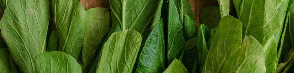 Oriental Seeds. Pak Choi, Chinese Cabbage & More.