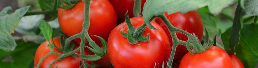 Hanging Basket Tomato Seed or Tumbling Tomato Seeds