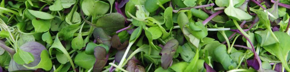 Grow your own Microgreens at home. Grow Microgreens all year!